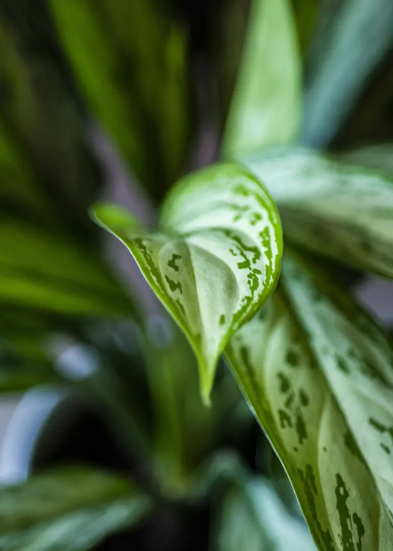 We’ve Landed: Planteria Launches in the United States 87 Planteria group