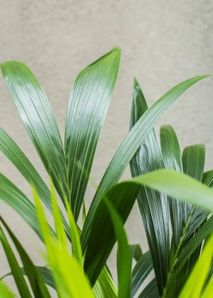 Howea Forsteriana “Kentia Palm” 85 Planteria group