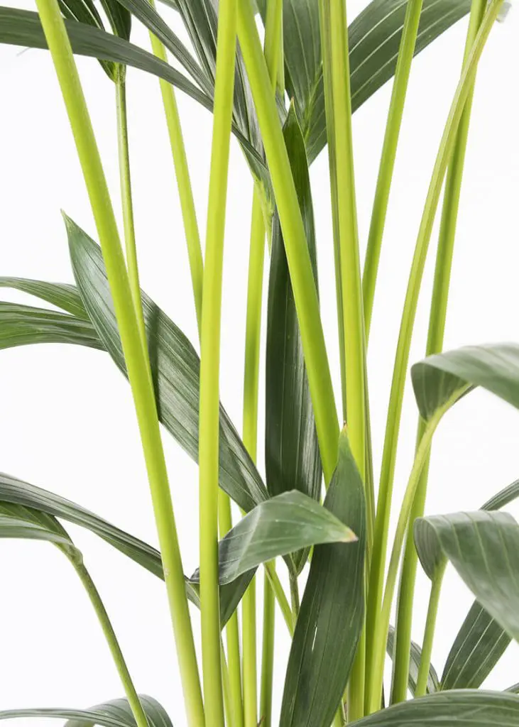Howea Forsteriana “Kentia Palm” 80 Planteria group