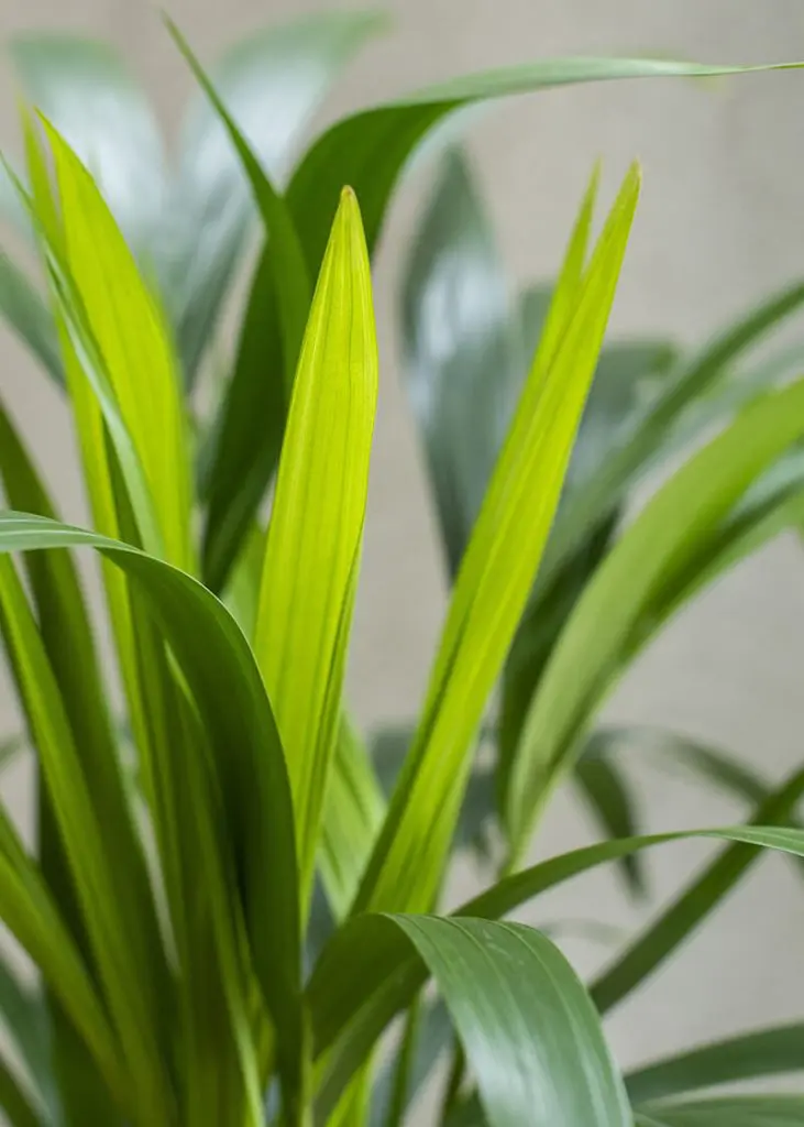 Howea Forsteriana “Kentia Palm” 81 Planteria group