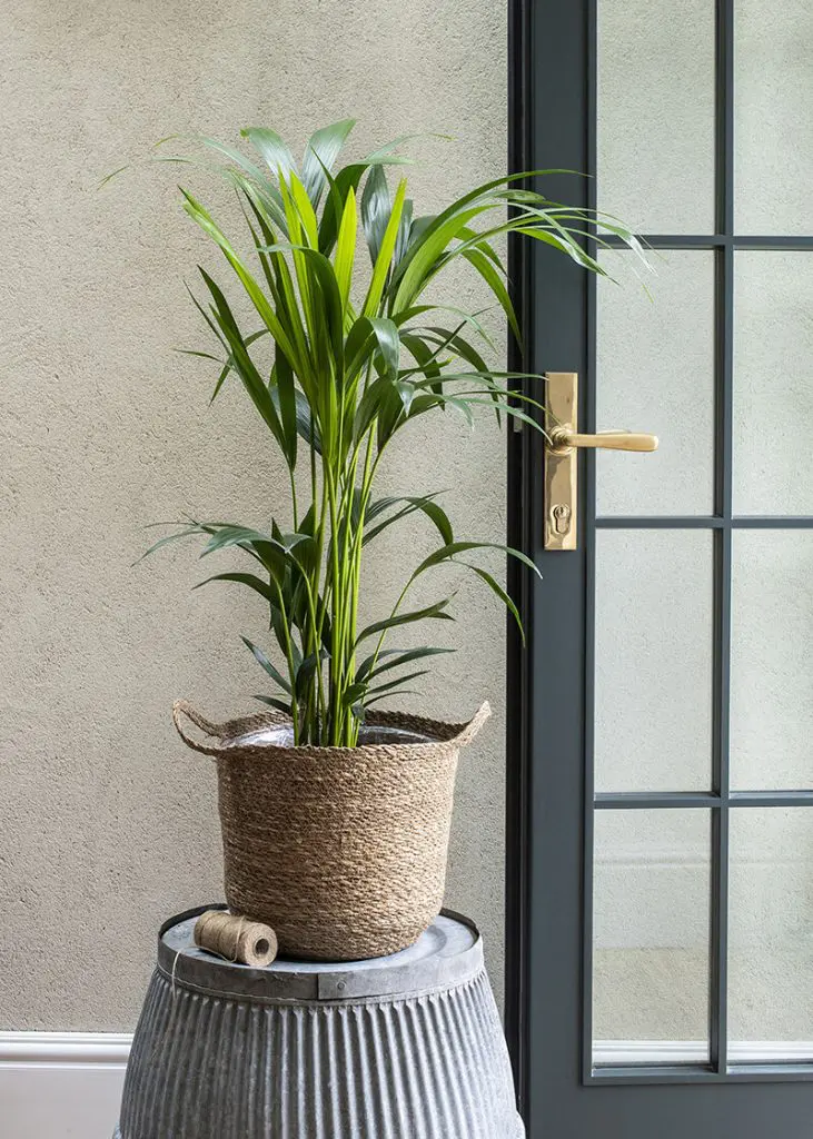 Planteria group