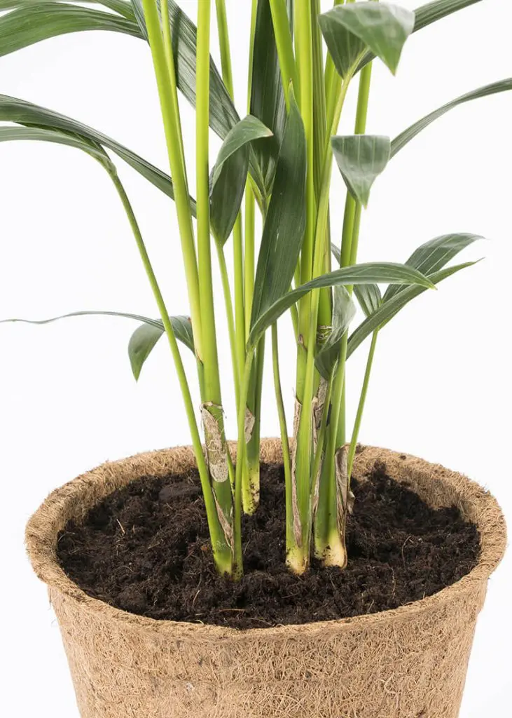 Howea Forsteriana “Kentia Palm” 84 Planteria group