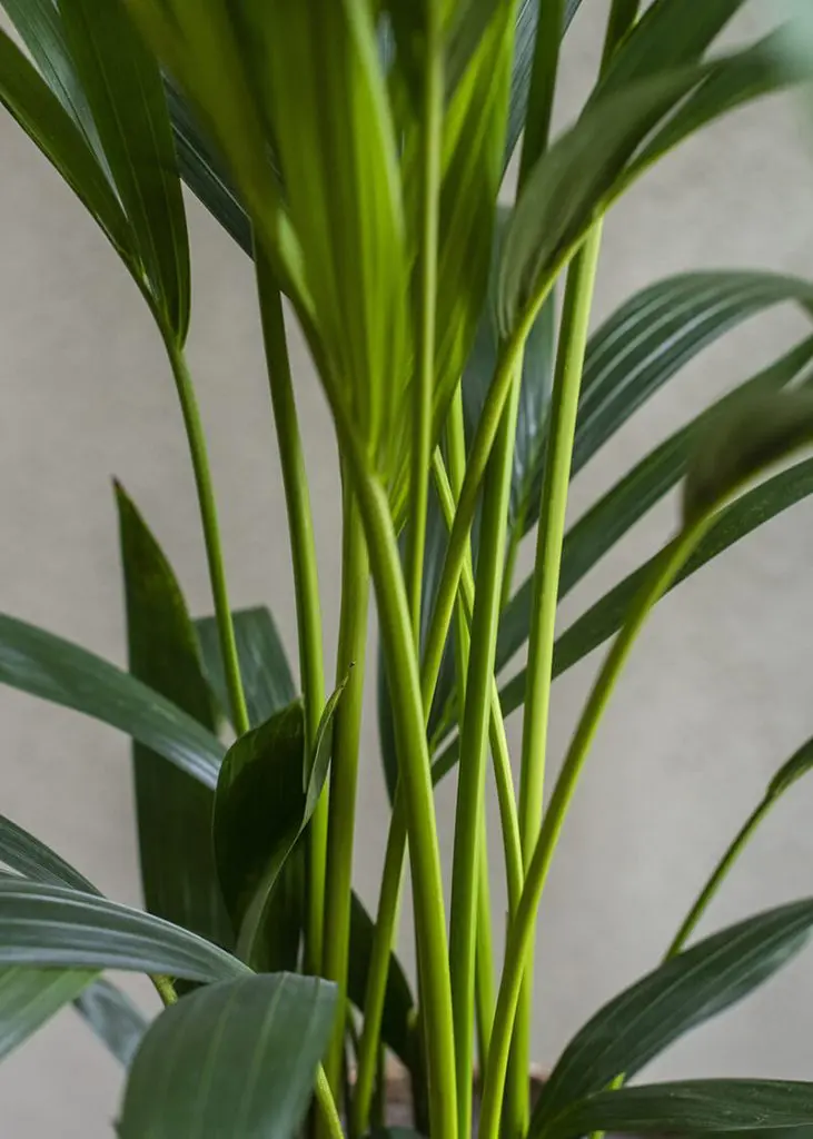 Howea Forsteriana “Kentia Palm” 82 Planteria group