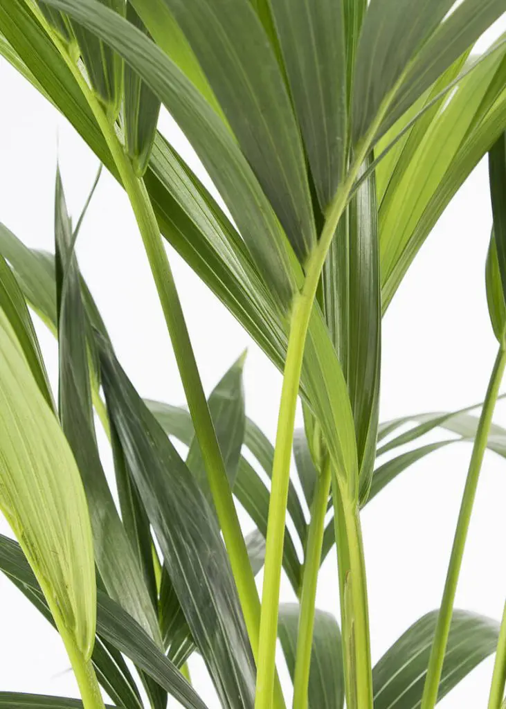 Howea Forsteriana “Kentia Palm” 83 Planteria group