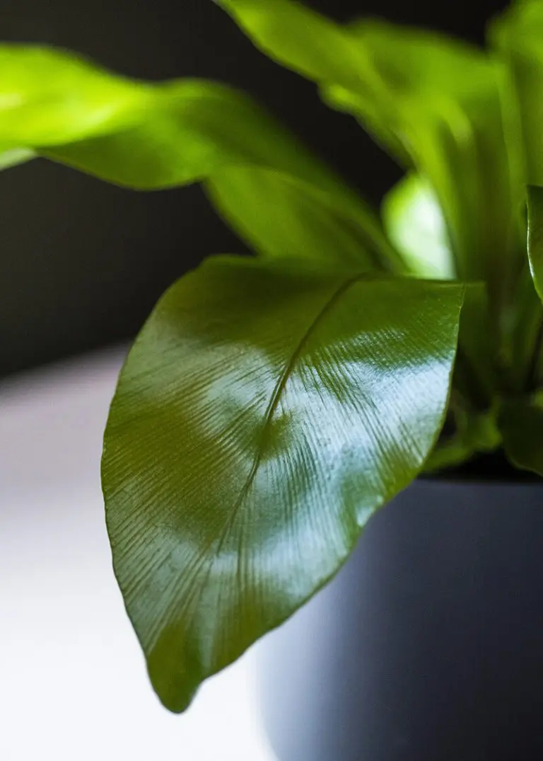 Crassula Ovata “Money Plant” 32 Planteria group