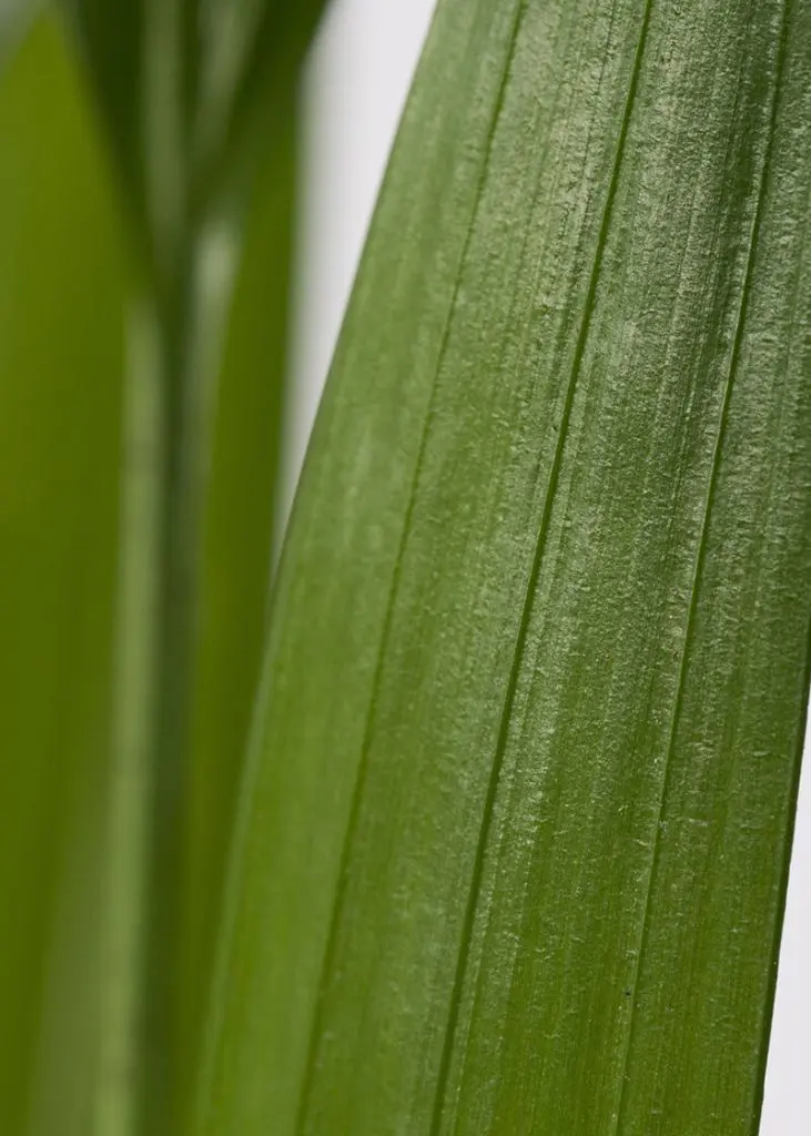 Dypsis lutescens 24 Planteria group