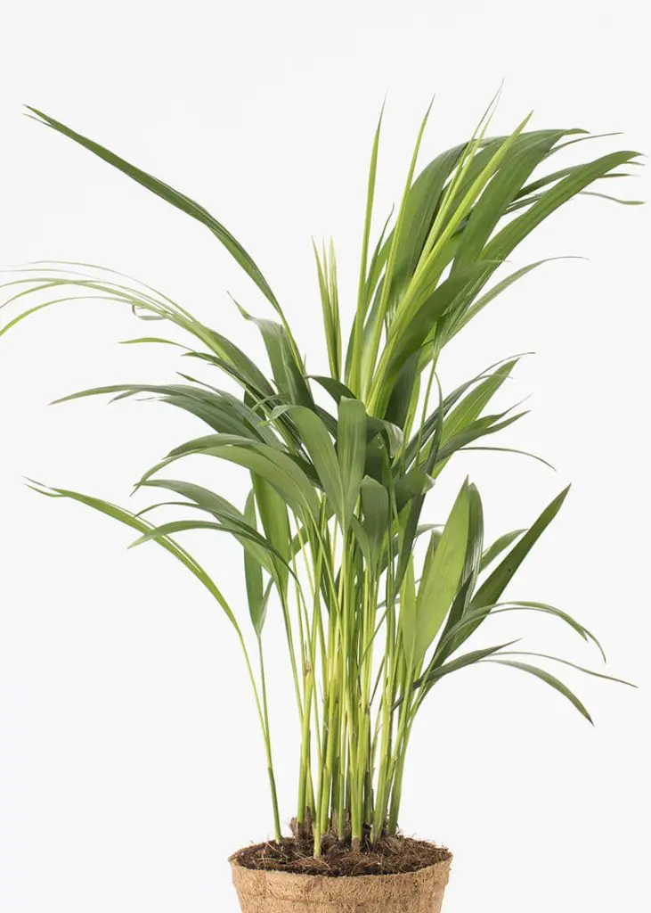 Dypsis lutescens 25 Planteria group