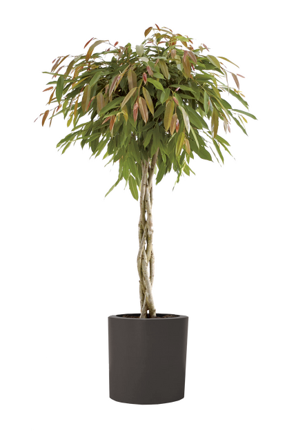 Planteria group