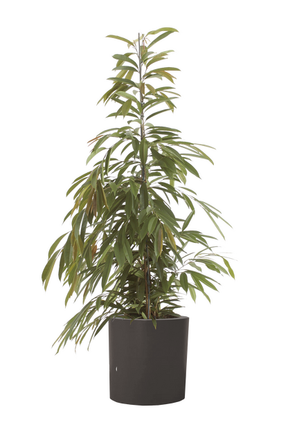 Ficus "Amstel King" 22 Planteria group