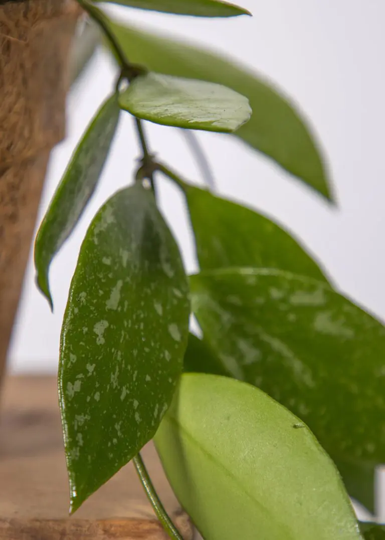 Dracaena Janet Craig 64 Planteria group