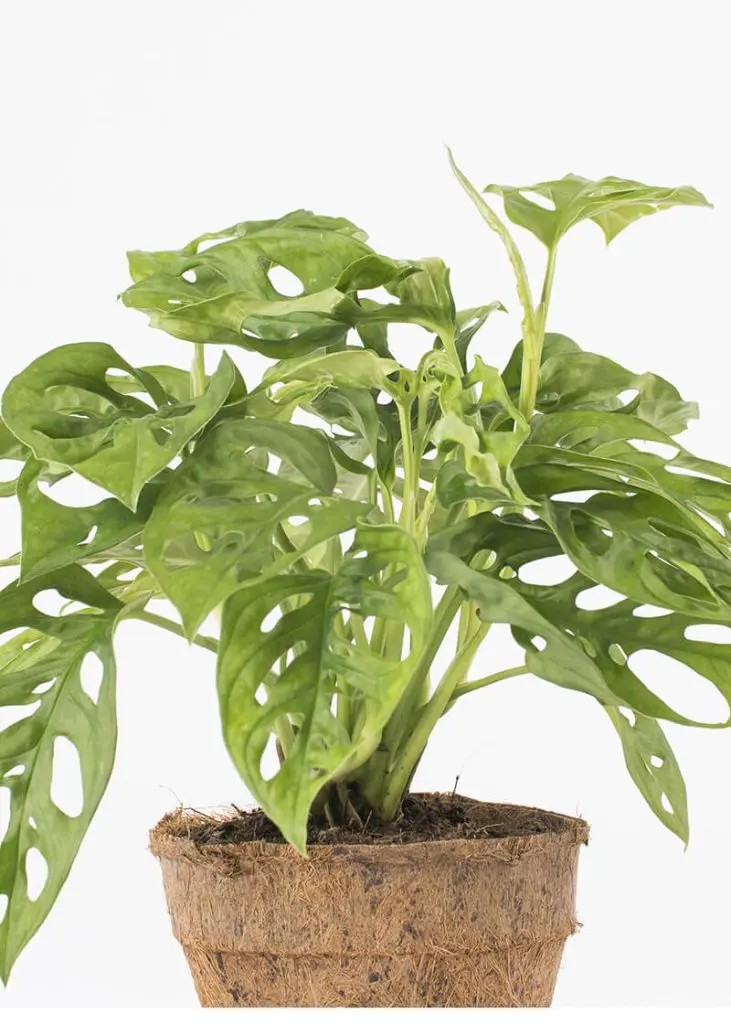 Monstera “Monkey Leaf” 23 Planteria group