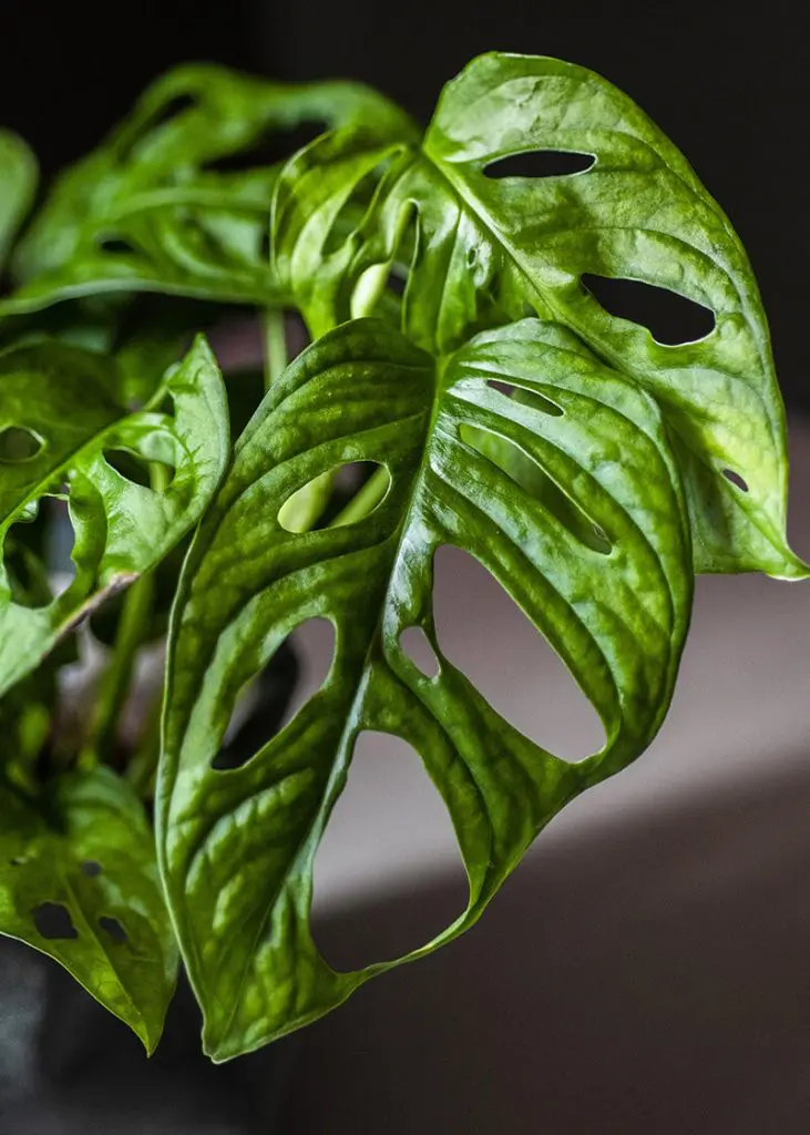 Monstera “Monkey Leaf” 22 Planteria group