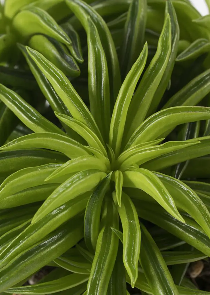 Peperomia “Happy Bean” 23 Planteria group