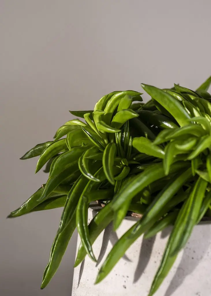 Peperomia “Happy Bean” 22 Planteria group