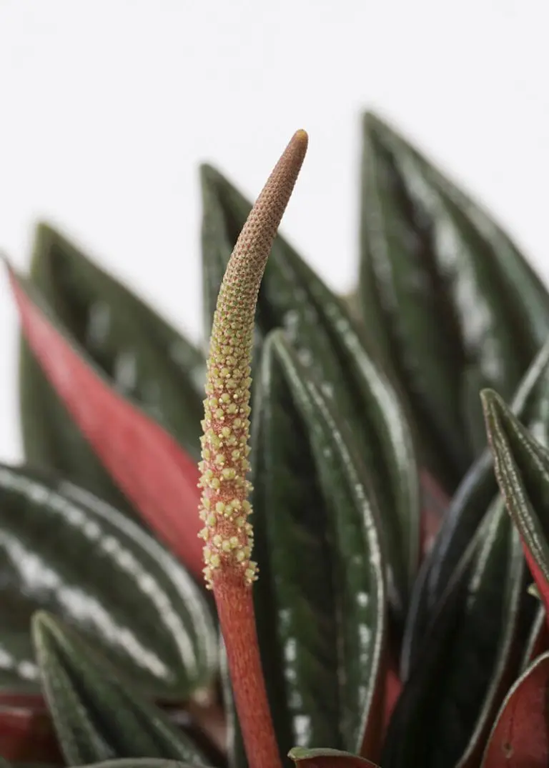 Peperomia “Happy Bean” 33 Planteria group