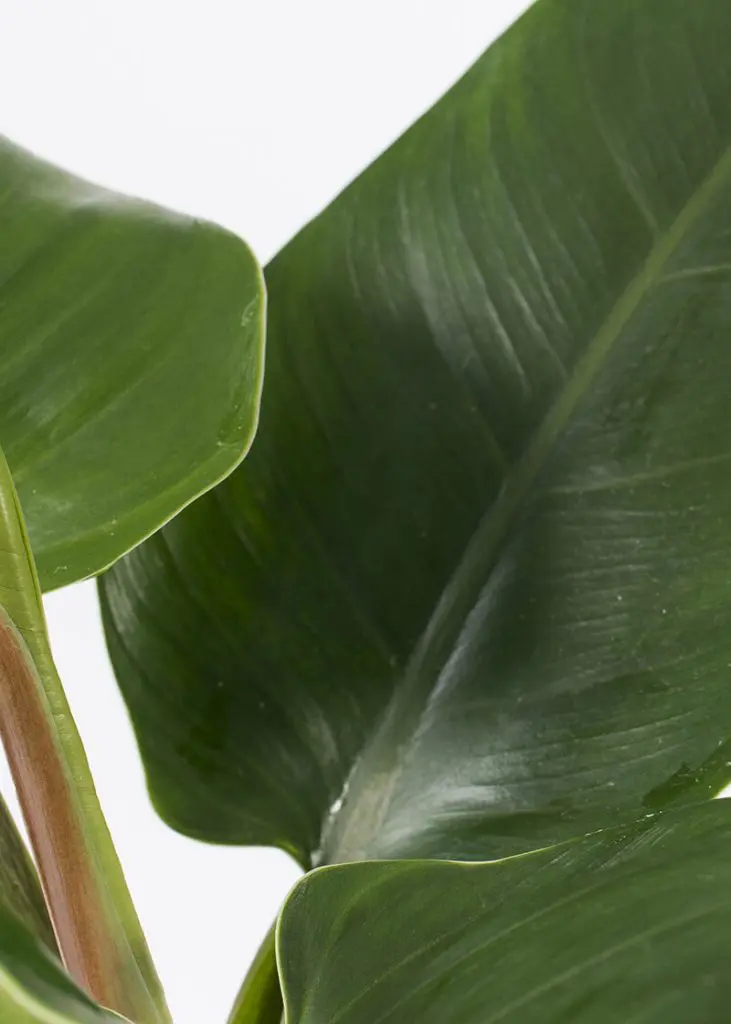 Philodendron “Imperial Green” 60 Planteria group