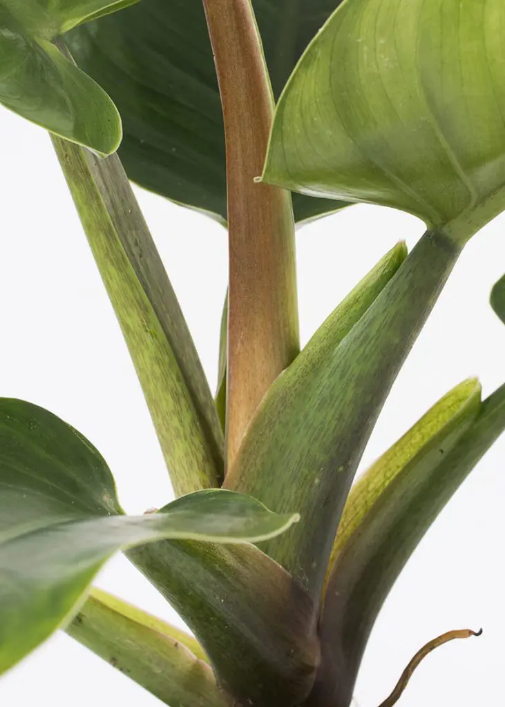 Philodendron “Imperial Green” 61 Planteria group