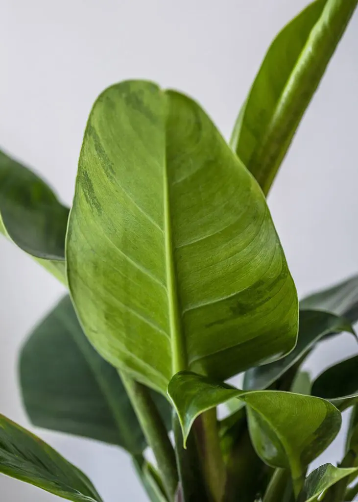 Philodendron “Imperial Green” 62 Planteria group