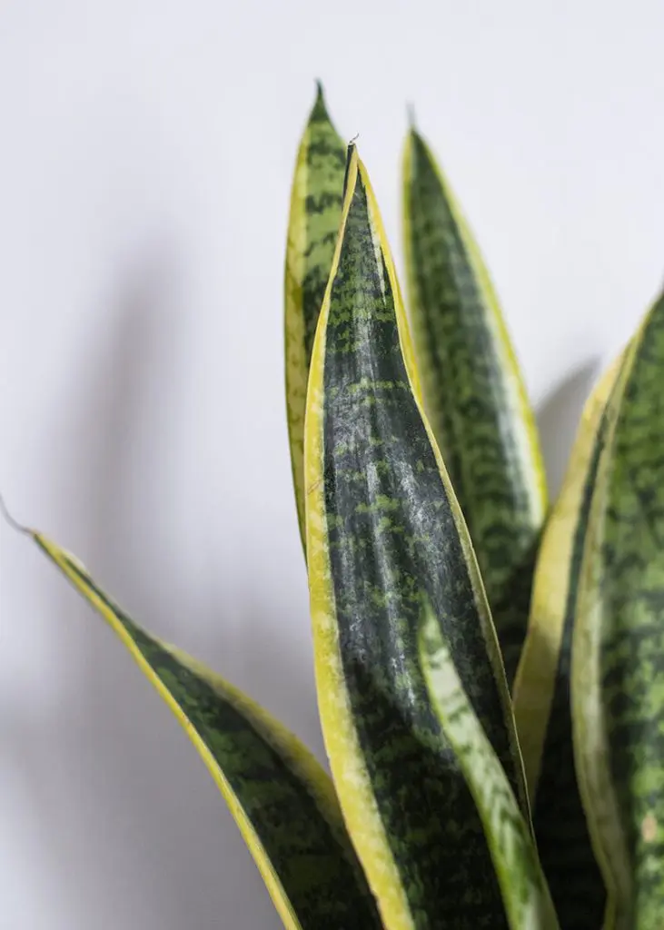 Sansevieria Trifasciata “Snake Plant” 61 Planteria group