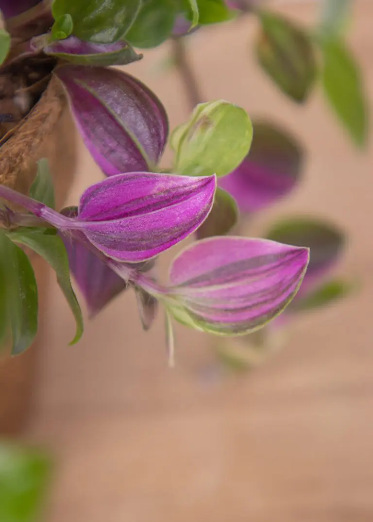 Peperomia “Happy Bean” 32 Planteria group