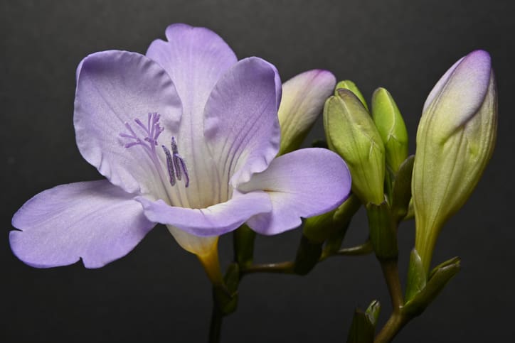 A double stem of lilac Freesia taken against a graduated dark background. Fully focussed with clear details of the main flower stamens and pistil.