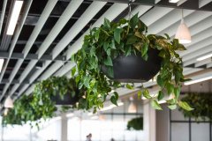 hanging plants from ceiling of office space