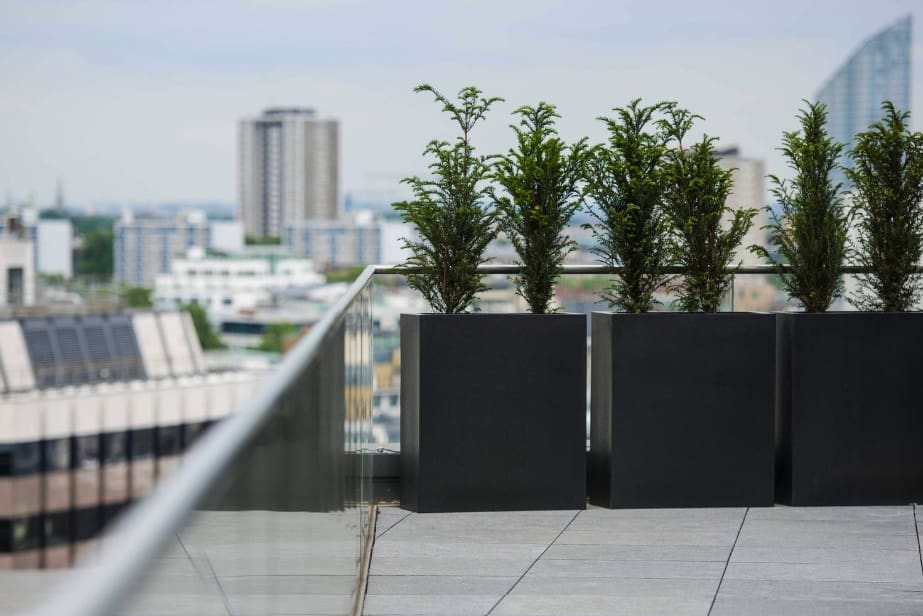 plants in roof top black planters