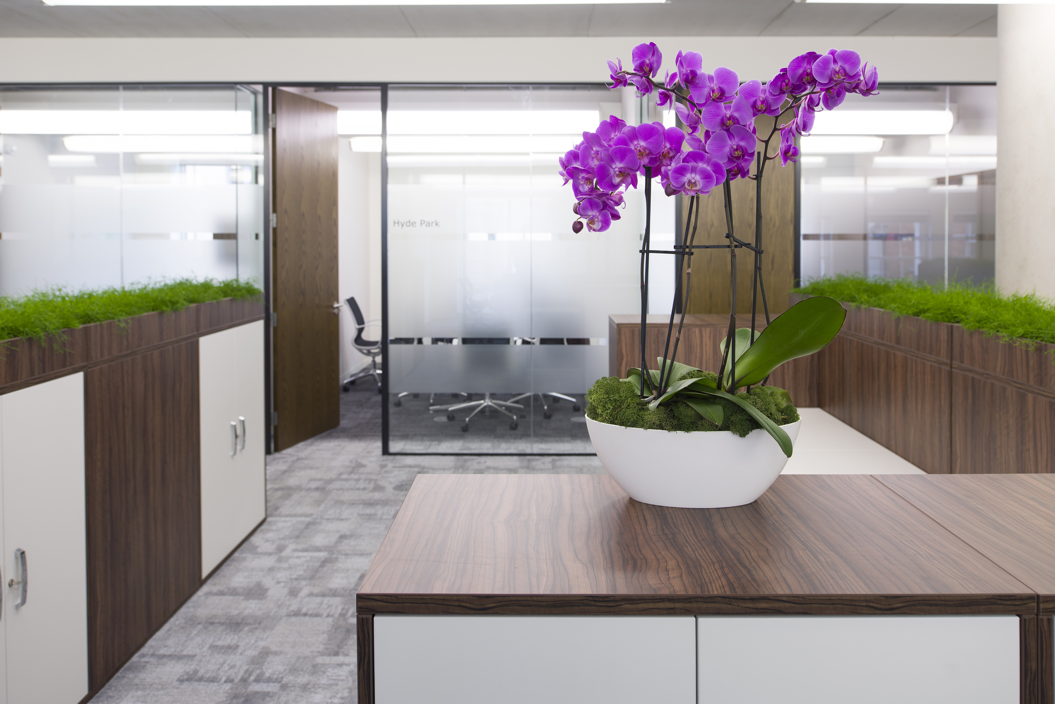 pink orchids in office space