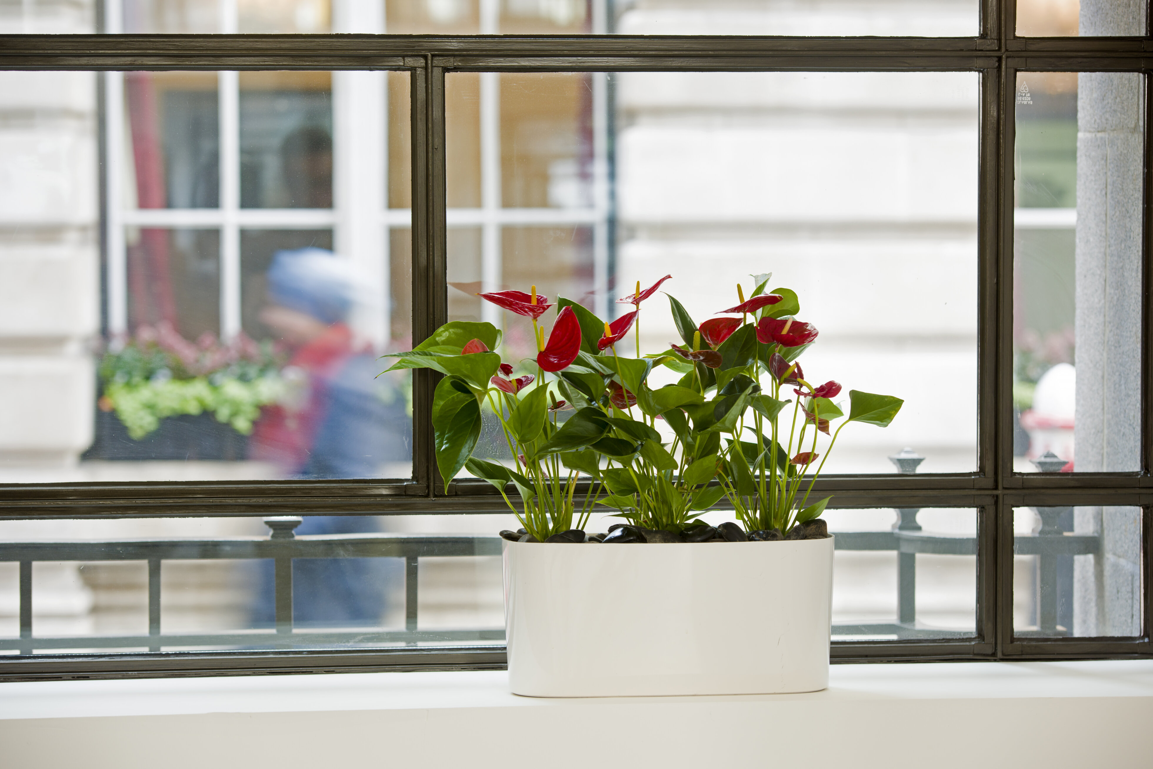 red plants in elongated white planter