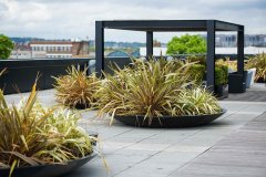 roof top grassy plants