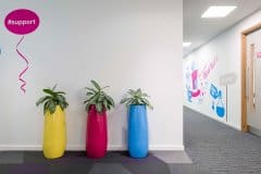 three plant pots, yellow, red and blue with plants in against white wall