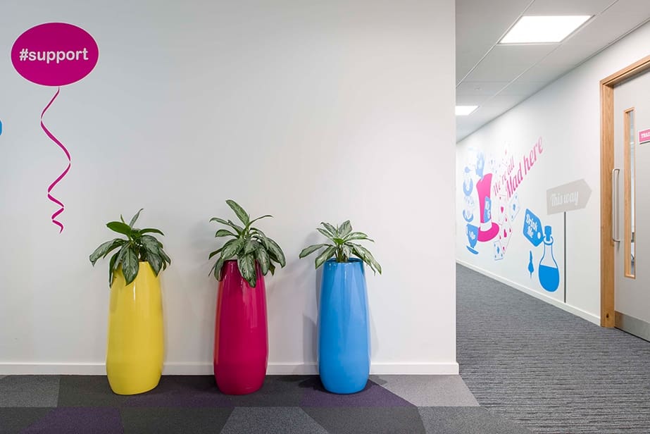 three plant pots, yellow, red and blue with plants in against white wall