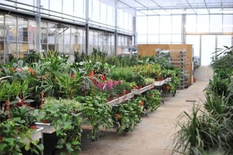 plants in large green house