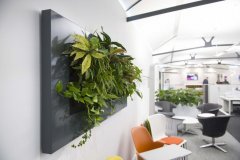 Picture frame style planter on wall with green plant hanging over communal area in office
