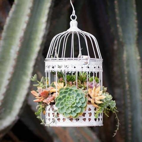 succulents in antique bird cage