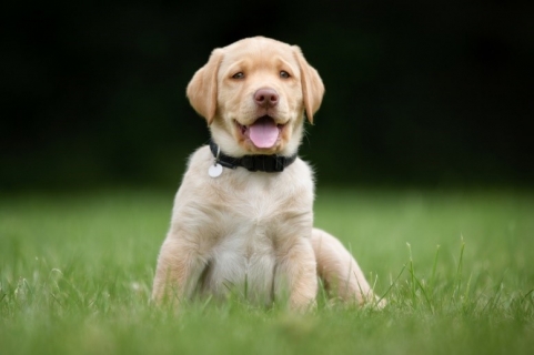 golden Labrador puppy