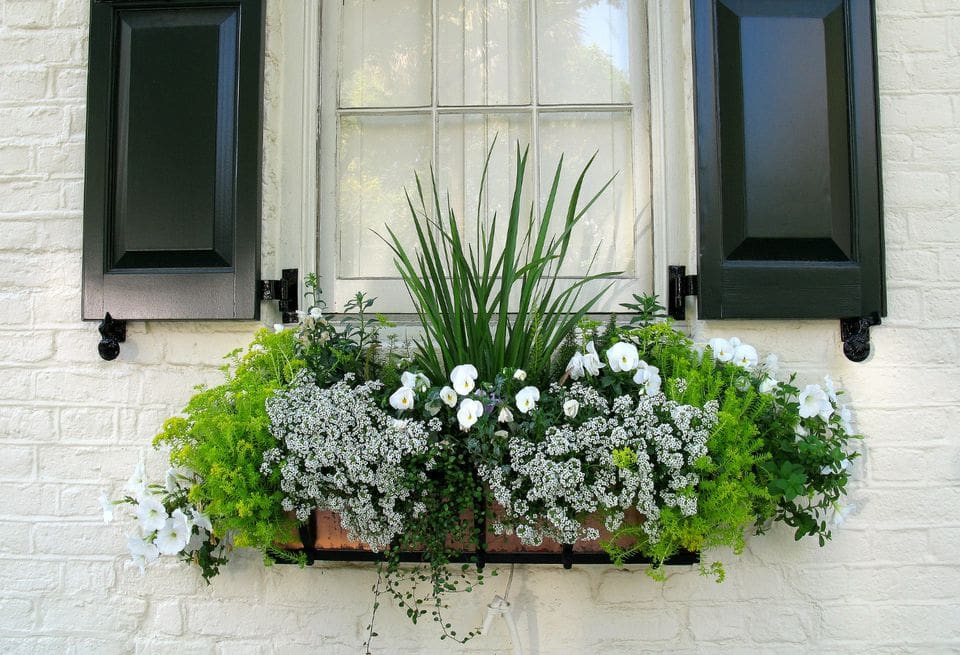 white and green window box flowers and plants