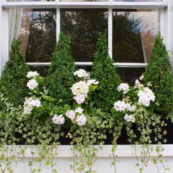window box plants white and green