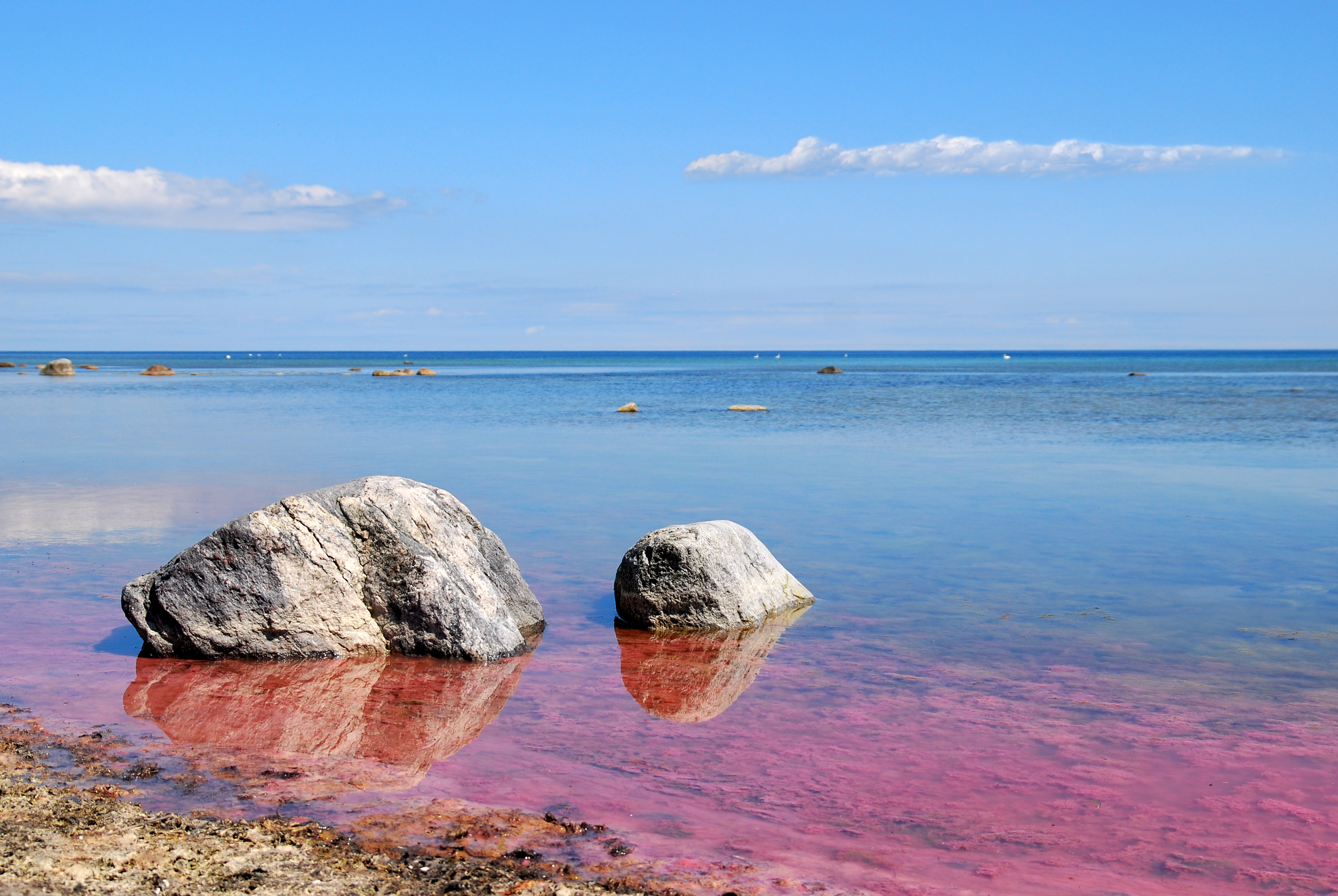 red tide algal bloom