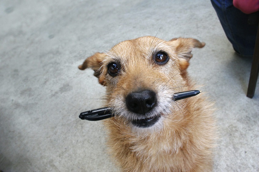 cute small dog with pen in mouth