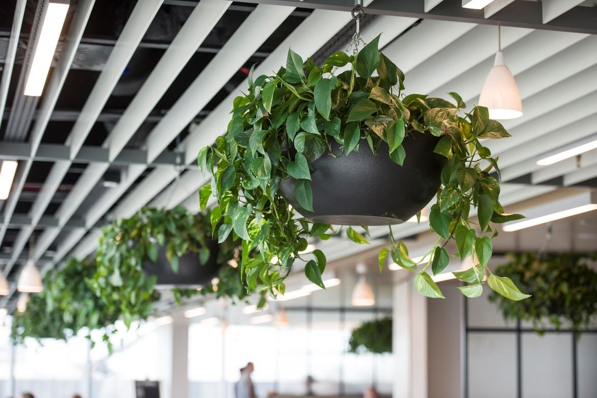 plants in hanging baskets in office