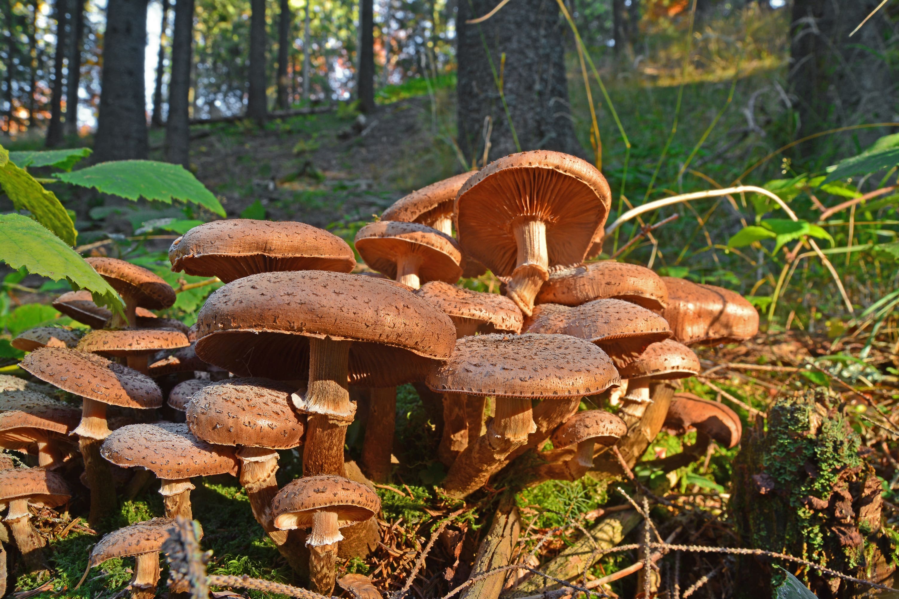humongous fungus