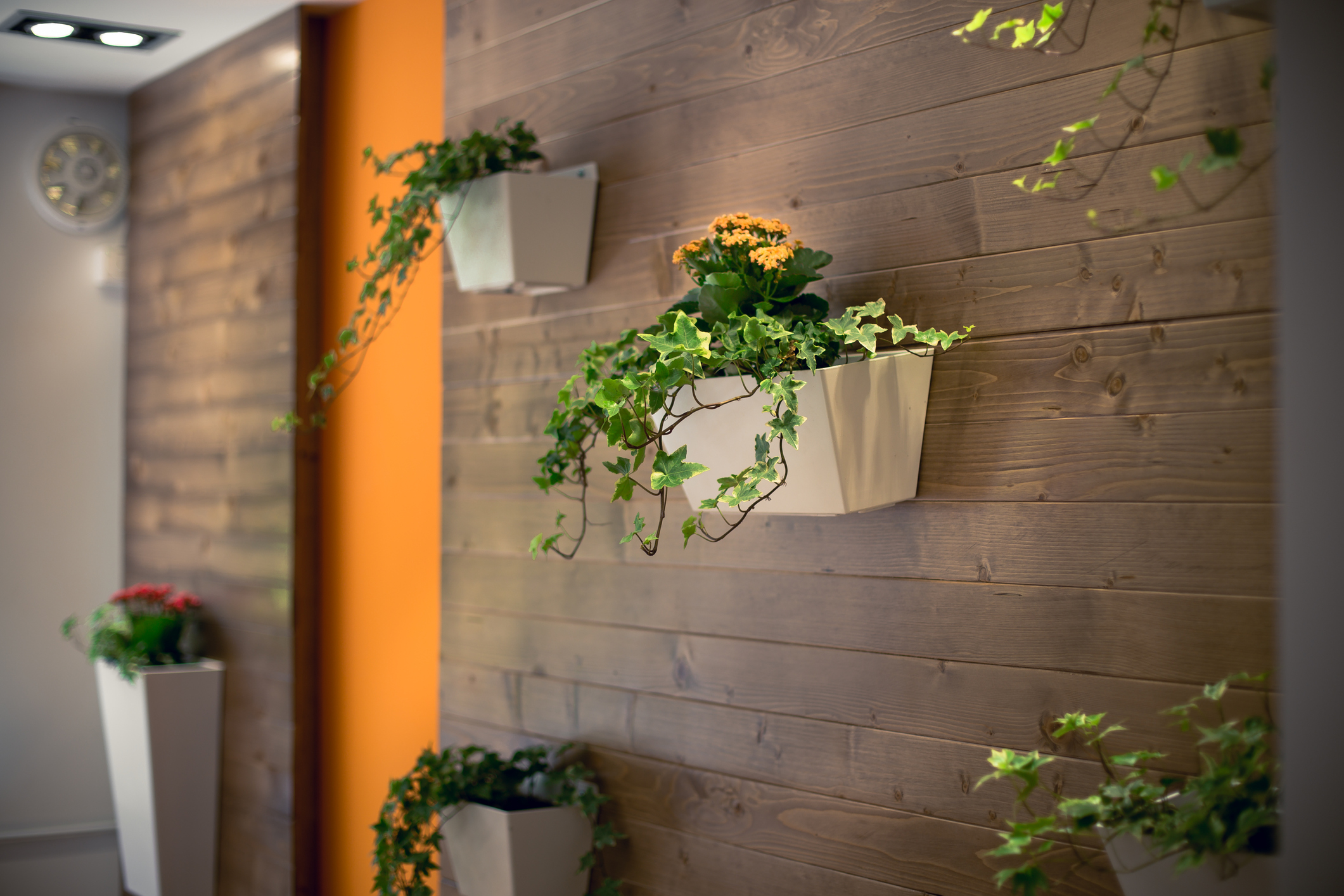 planters on wood lined wall