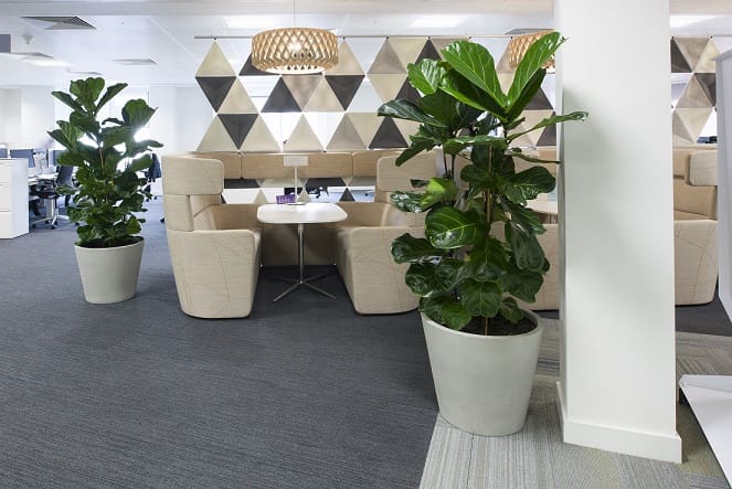 open plan office with large green plants in white plant pots