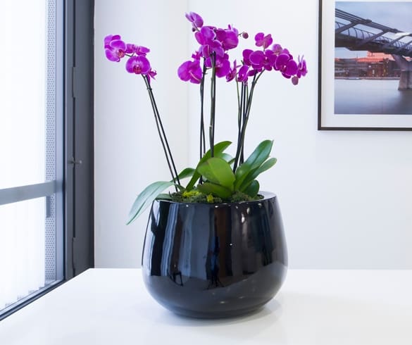 pink orchids in black glazed plant pot