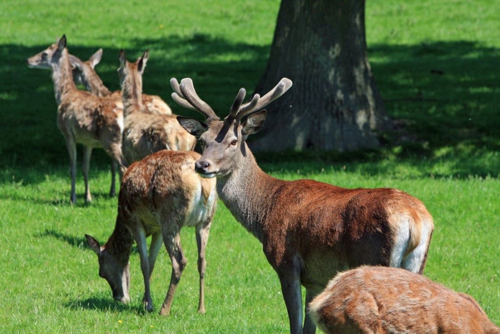 A herd of red deer in a field, there is a tree in the background and a stag is looking up towards the camera