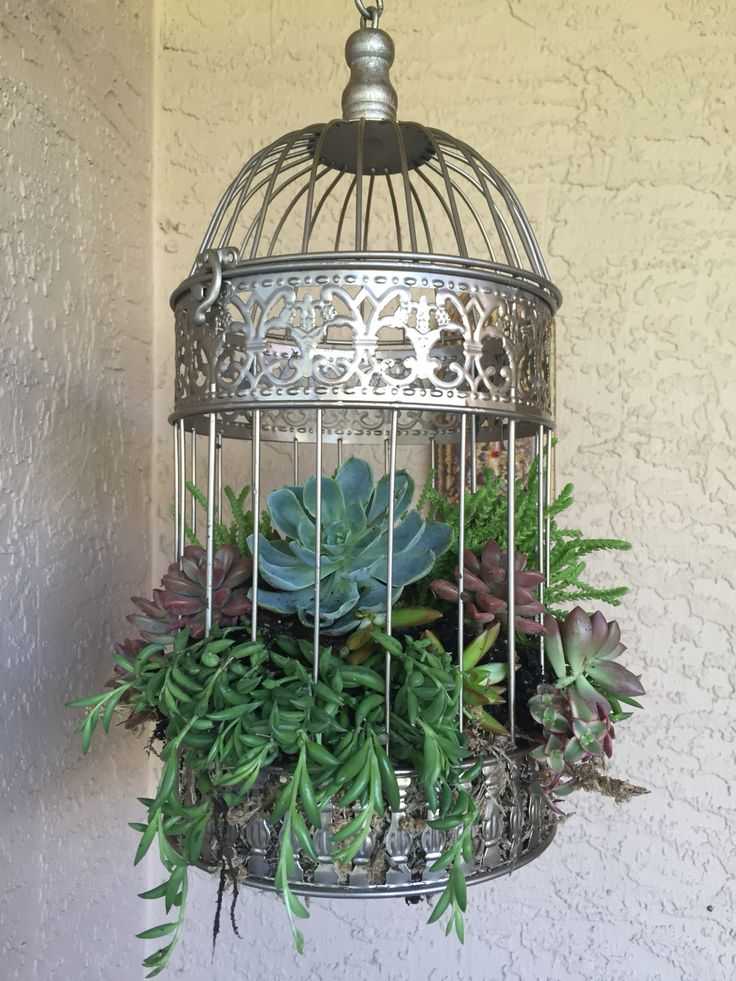 succulents in gold antique looking bird cage