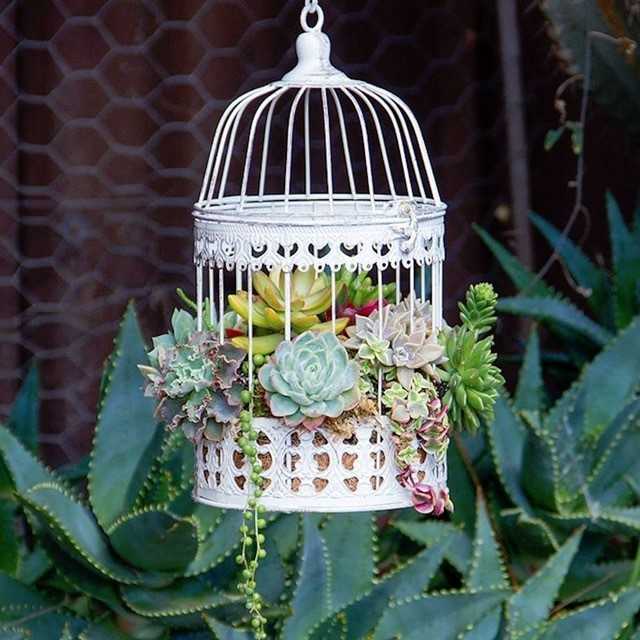 succulents in white antique looking bird cage