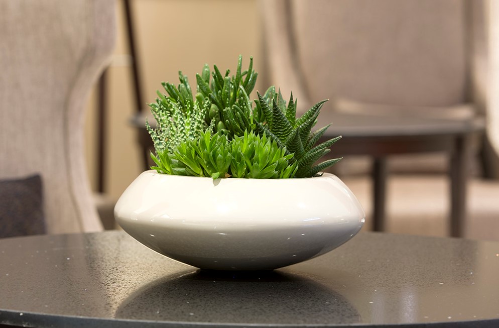 succulents in white compressed round bowl