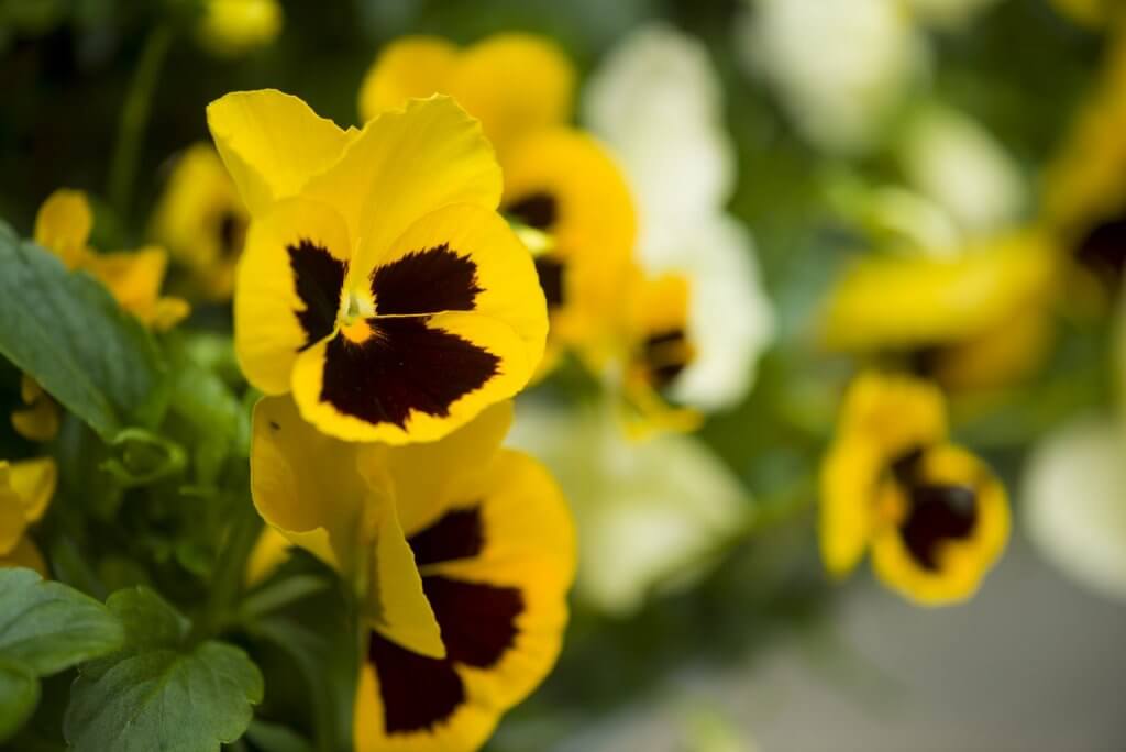 Dark Secrets Mix Winter Pansies Available Now! 20 x Plant Pack 